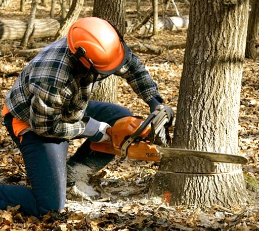 Tree Removal in Pax, WV